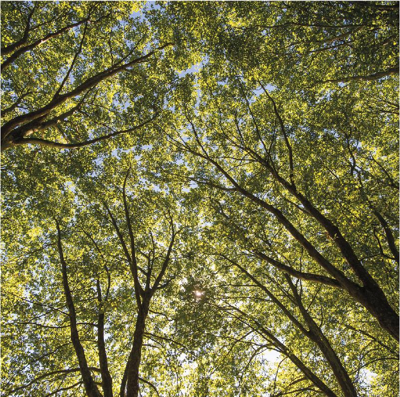 entreprise de travail adapté entretien d'espaces vertes entreprise de travail adapté entretien d'espaces vertes